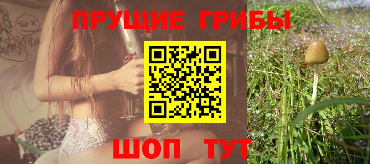 Санкт-Петербург  Псилоцибиновые грибы GOLDEN TEACHER  Галлюциногенные грибы Psilocybine cubensis  Вход с VPN 